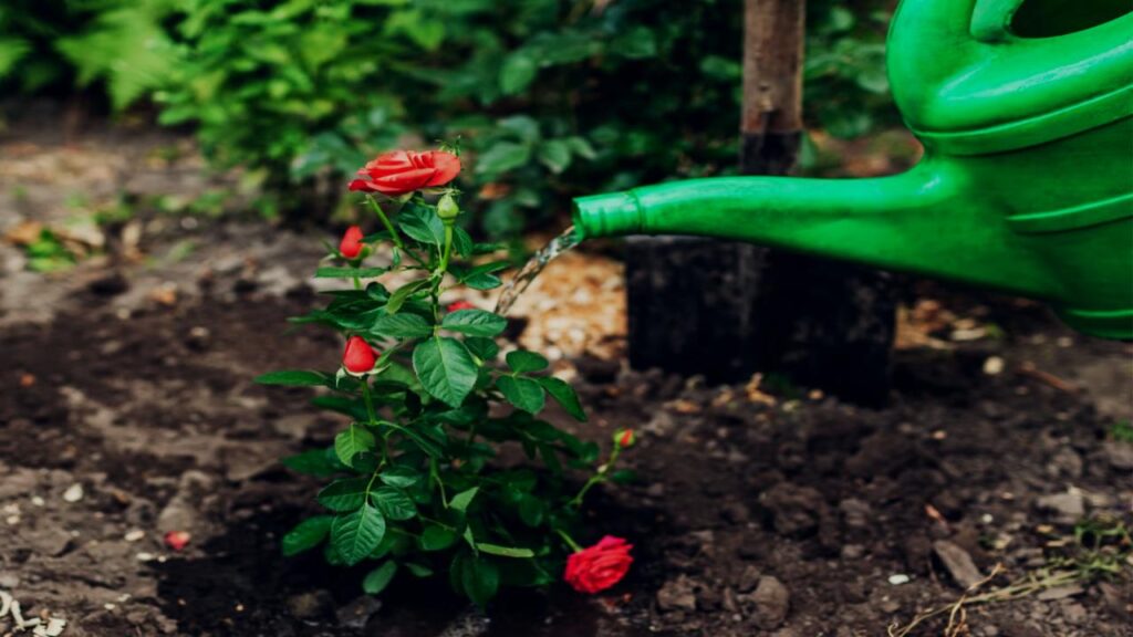 9 Rose-Care Mistakes Even Experienced Gardeners Make—Fix Them Fast 2 Too Much Water or Bad Drainage