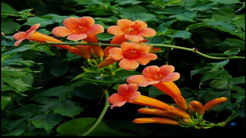 8 Popular Plants for Small Yards That Are a Nightmare—Here’s Why 4 Trumpet Vine