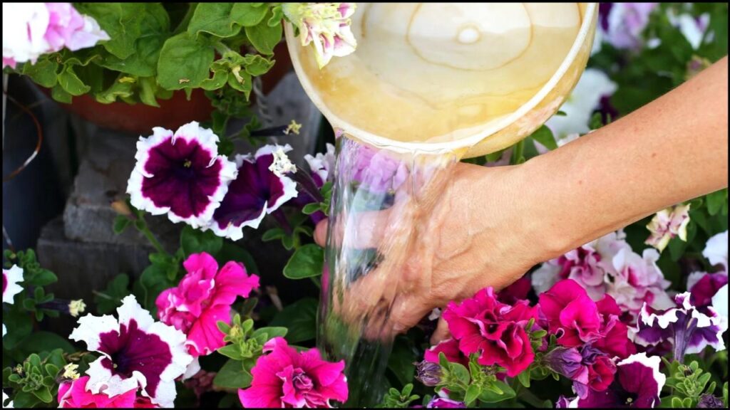 How to Keep Petunias Blooming Like Crazy—Right Up Until the First Frost 3 Watering Wisdom