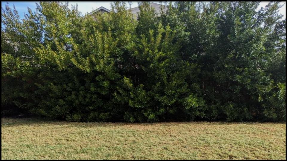 14 Fast-Growing Hedges That Block Nosy Neighbors Naturally 8 Wax Myrtle