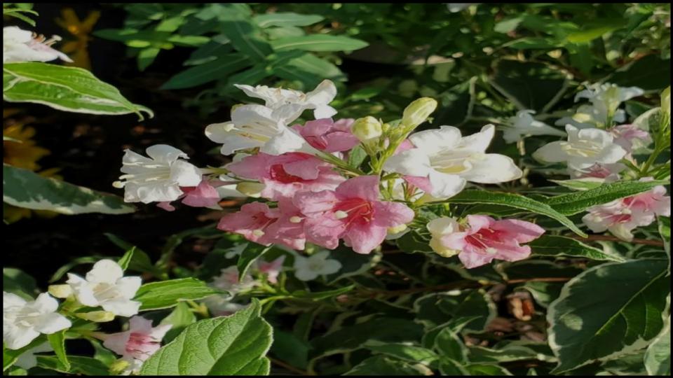 Weigela