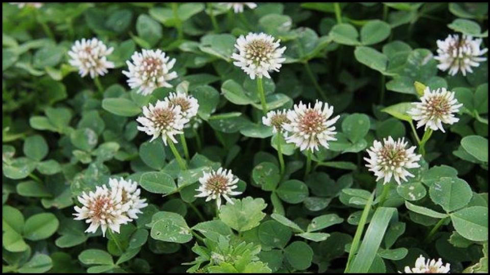 21 Soil-Saving Plants Every Gardener Should Be Growing 14 White Clover