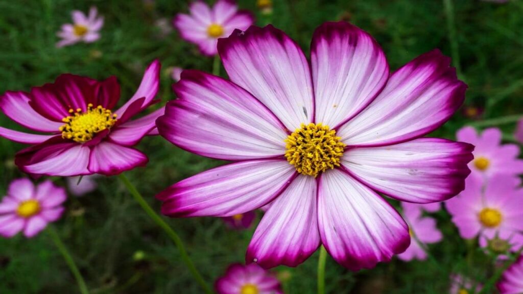 9 Gorgeous Flowers That Need Deadheading - Will Stop Blooming 5 Cosmos