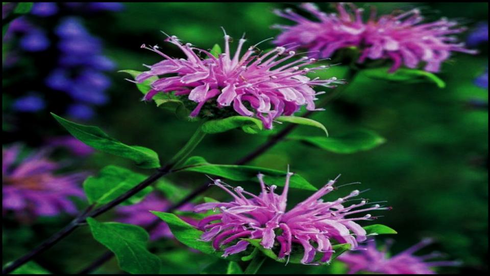 12 Fast-Growing Native Plants and Bring Instant Color to Your Garden 5 Wild Bergamot