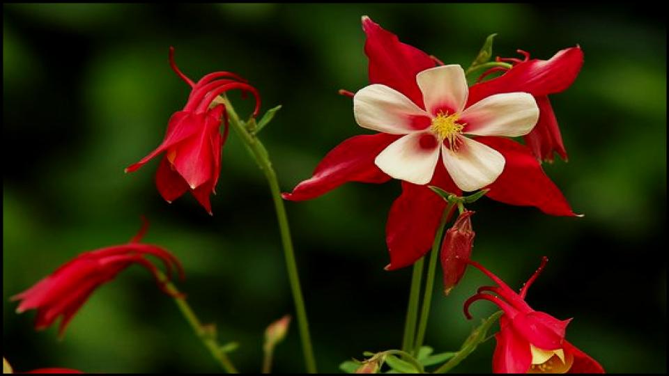 12 Fast-Growing Native Plants and Bring Instant Color to Your Garden 6 Wild Columbine