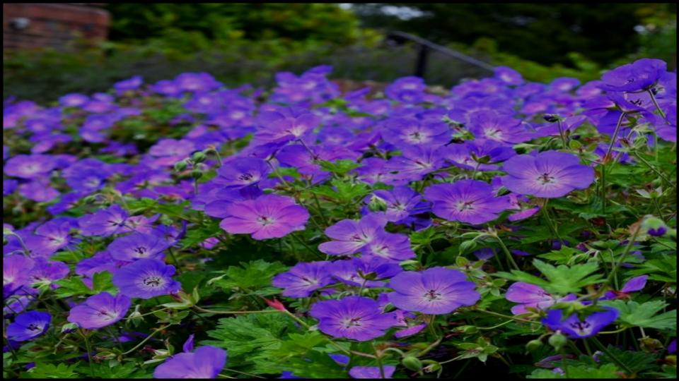 12 Fast-Growing Native Plants and Bring Instant Color to Your Garden 13 Wild Geranium