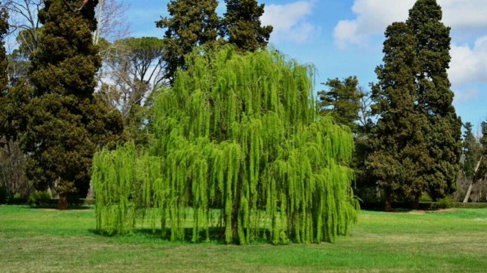 14 Fast-Growing Hedges That Block Nosy Neighbors Naturally 12 Dappled Willow