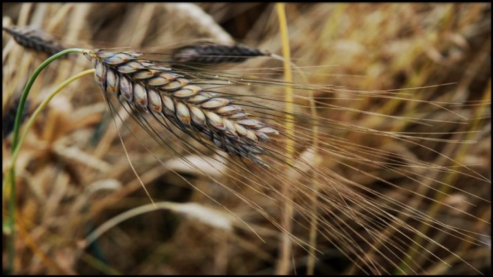 21 Soil-Saving Plants Every Gardener Should Be Growing 19 Winter Rye