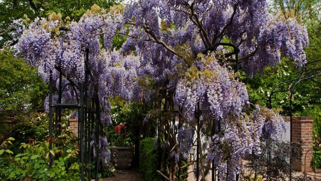 8 Popular Plants for Small Yards That Are a Nightmare—Here’s Why 5 Chinese and Japanese Wisteria