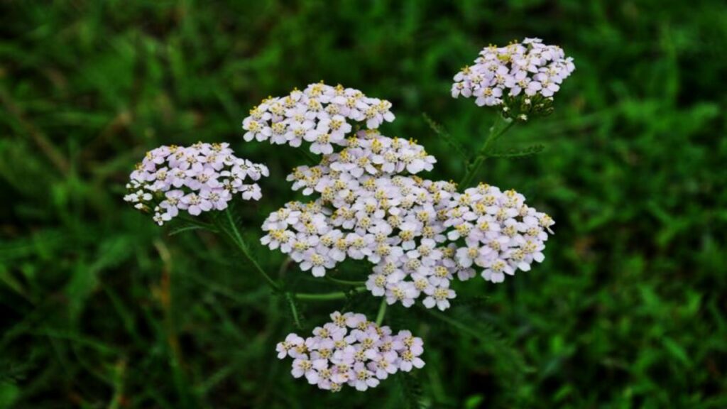 Yarrow