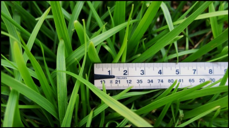 The Perfect Time to Mow After Winter—And Avoid Ruining Your Lawn 2 Your Lawn's Telltale Cues