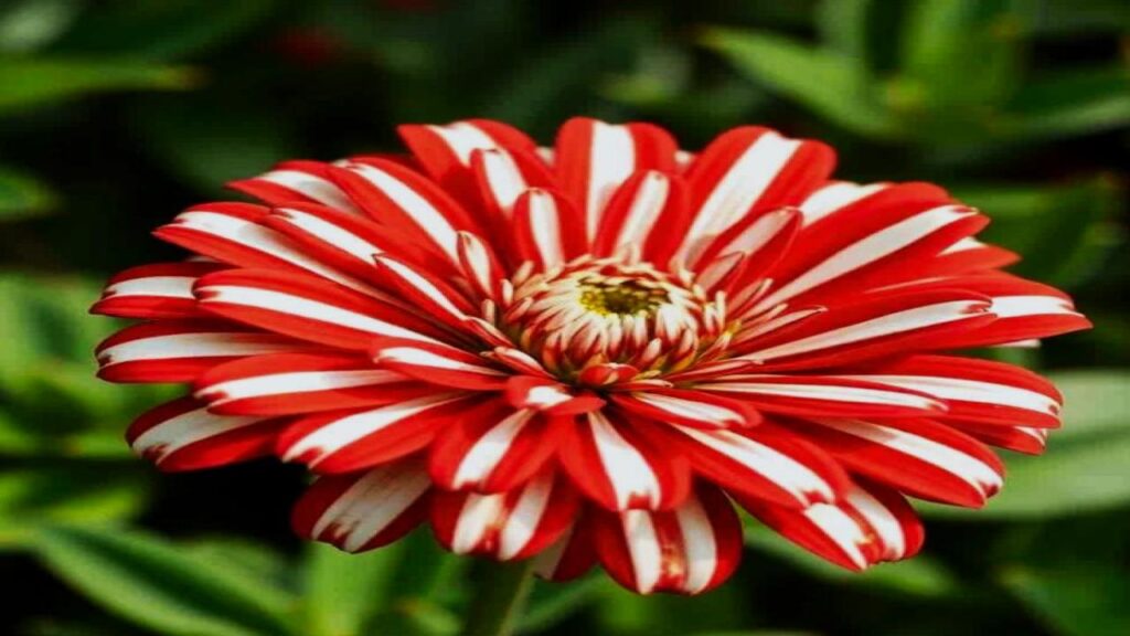 9 Gorgeous Flowers That Need Deadheading - Will Stop Blooming 3 Zinnia