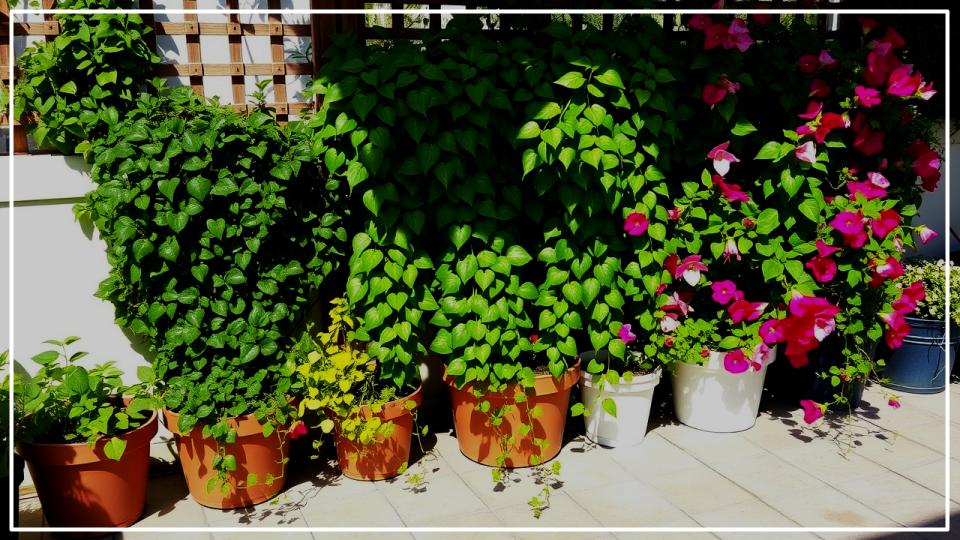 9 Climbing Plants That Turn Pots into Vertical Garden Masterpieces. 1 Climbing Plants That Turn Pots