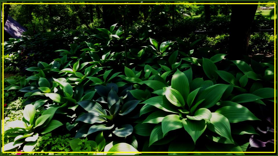 7 Common Hosta Mistakes That Are Wrecking Your Garden 1 Common Hosta Mistakes