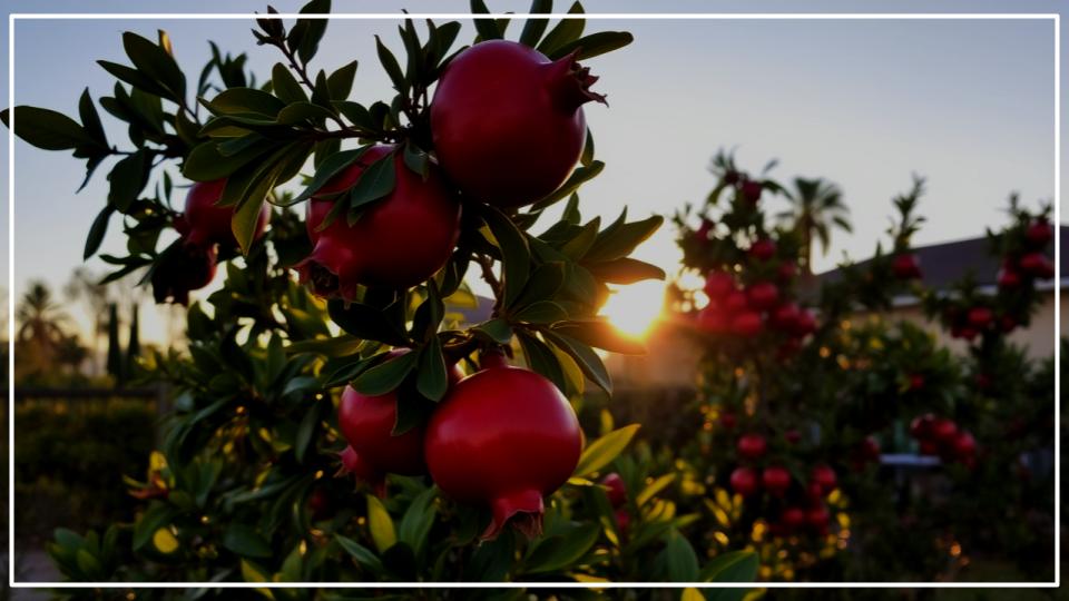 Drought-Tolerant Fruit Trees