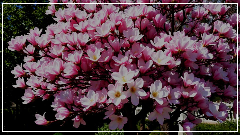 Fast-Growing Flowering Trees