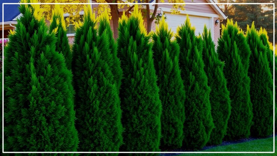 14 Fast-Growing Hedges That Block Nosy Neighbors Naturally 1 Fast-Growing Hedges