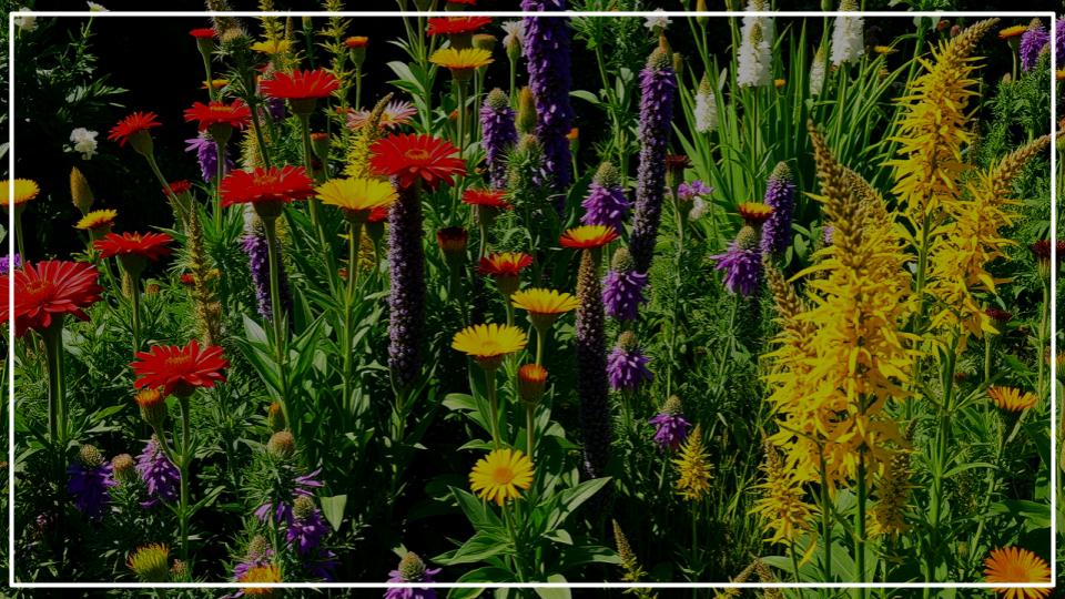 12 Fast-Growing Native Plants and Bring Instant Color to Your Garden 1 Fast-Growing Native Plants