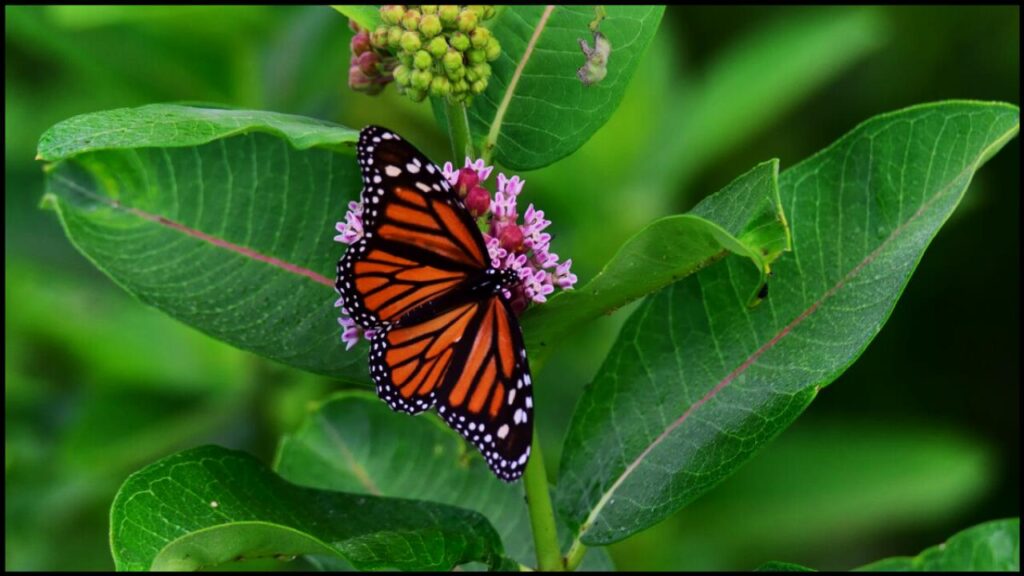Why Your Garden Isn’t Attracting Butterflies—And How to Fix It Fast