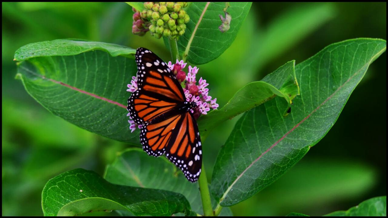 Why Your Garden Isn’t Attracting Butterflies—And How to Fix It Fast