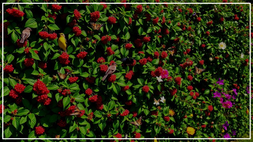 How to Grow a Wildlife Hedge That Doubles as Shelter and Food for Nature 1 Grow a Wildlife Hedge
