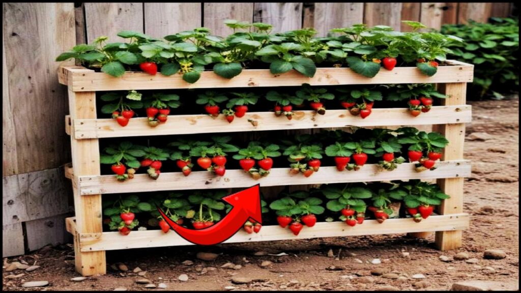 8 Delicious Fruits You Can Grow in Pots—Even on a Tiny Balcony 3 Strawberries