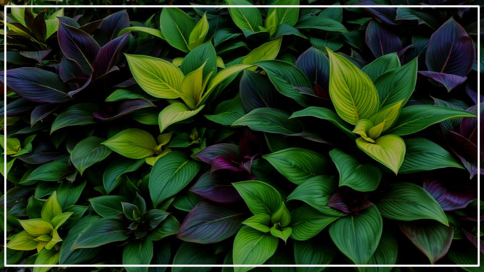 The Ultimate Guide to Growing Hostas That Truly Thrive 1 Growing Hostas