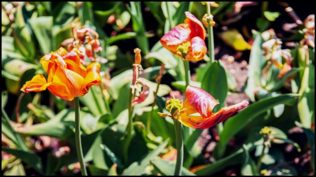 9 Fast-Growing Flowering Trees That’ll Explode with Color in Just One Season 3 Tulip Poplar