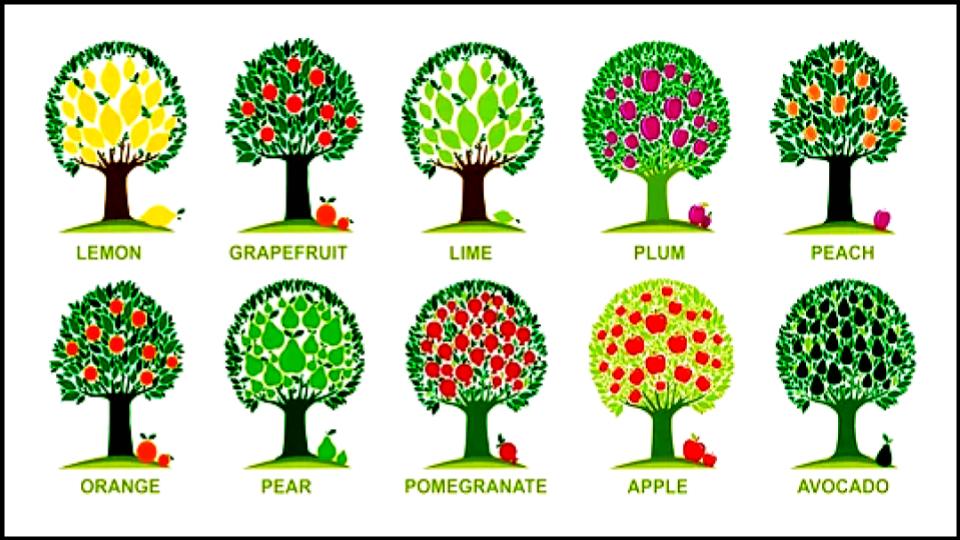 8 Fruit Trees So Easy Grow Themselves—Anywhere 2 illustration of fruits