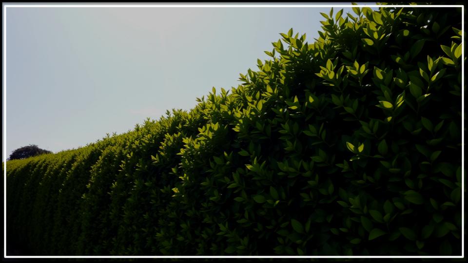 Never Trim Hedges