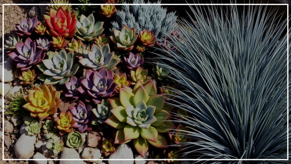 Plants to Grow With Succulents