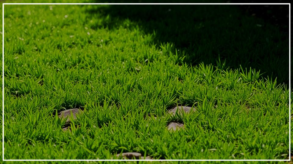 Secret to a Perfect Lawn