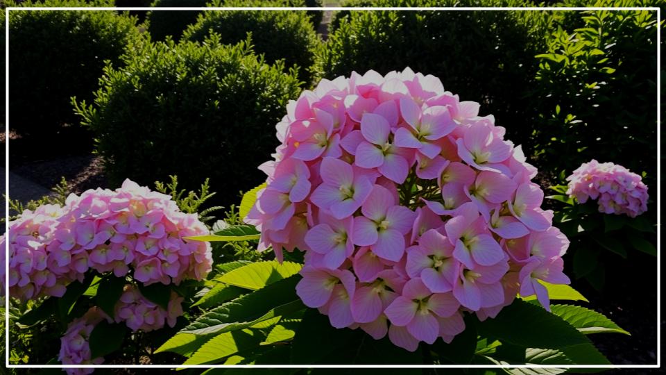 Shrubs That Practically Take Care of Themselves