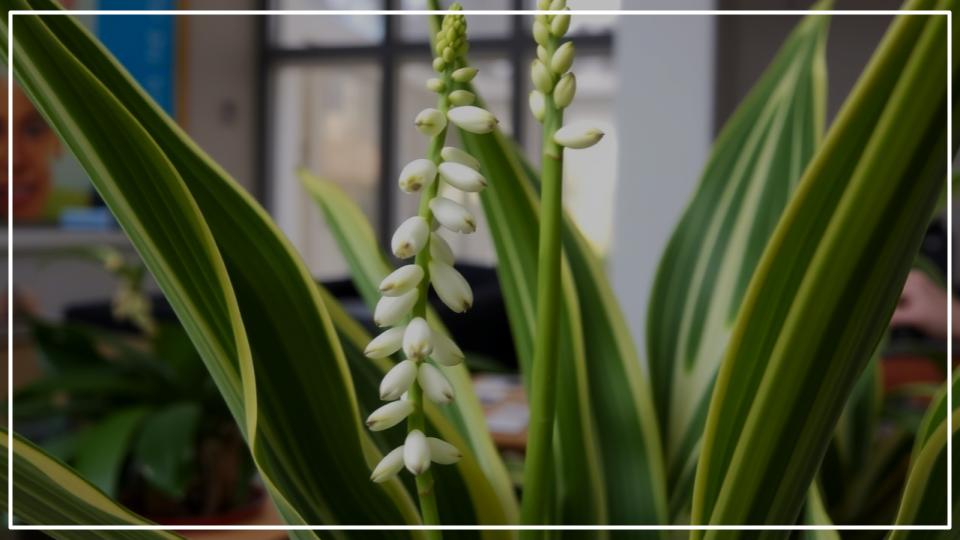 The Snake Plant Bloom Is Real—Here’s How to Finally See It for Yourself 1 Snake Plant Bloom