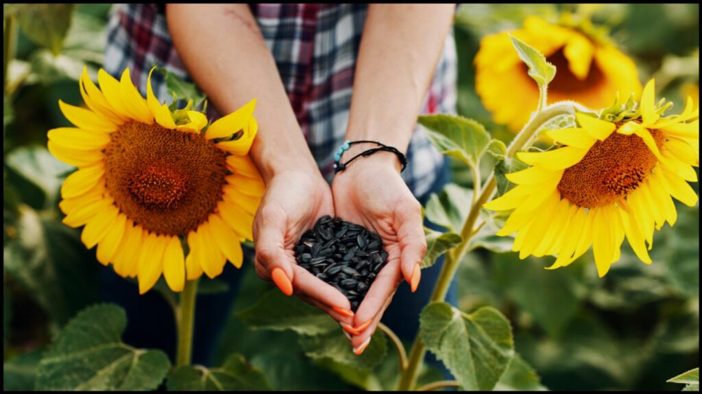 7 Plants that Destroy Fruit Trees Without You Realizing 6 Sunflowers