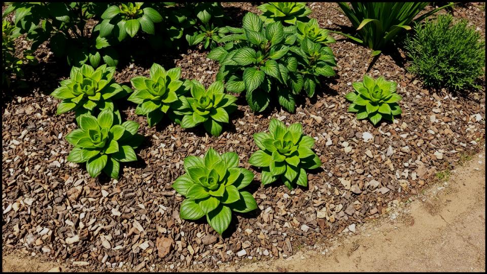 13 Types of Mulch You’re Probably Using Wrong—Here’s What Experts Say 1 Types of Mulch