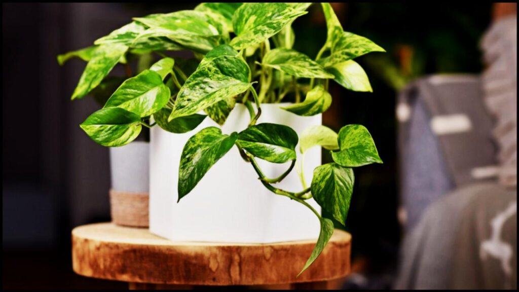 Cheerful Pothos