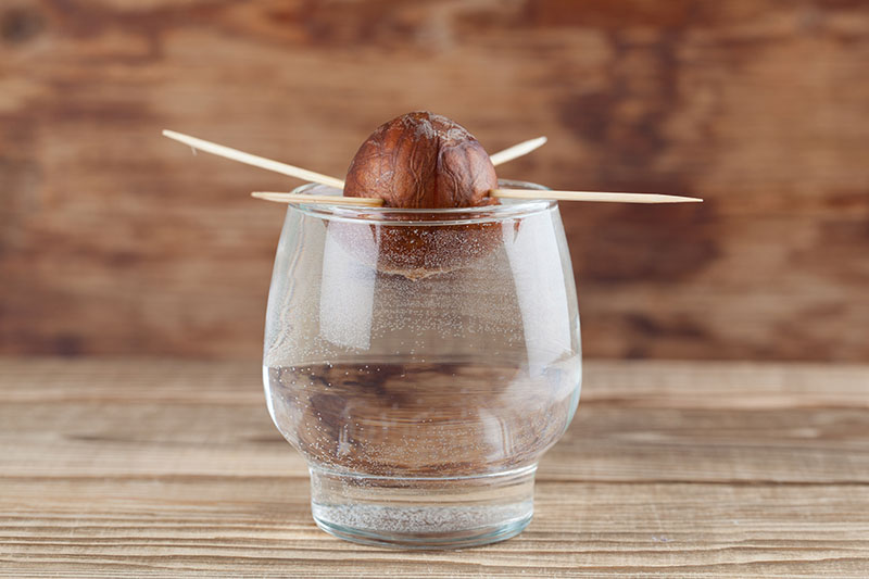 A Factual Guide on How to Plant an Avocado Seed and Nurture a Tree 2 Avocado seed suspended by toothpicks