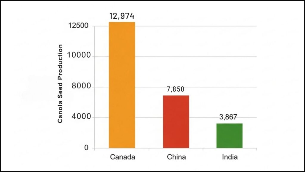How Canada Became the World's Largest Canola Oil Producer 2 Canola seed production