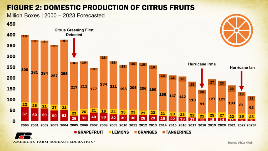 Jamaica Stands as World’s Top largest Ugli fruit producer Amidst Citrus Industry Challenges 2 Decline in Jamaican Citrus Production