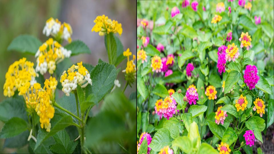 How Often Should You Water a Lantana? A Gardener's Guide to Proper Hydration 2 Difference between newly planted lantana and established lantana.