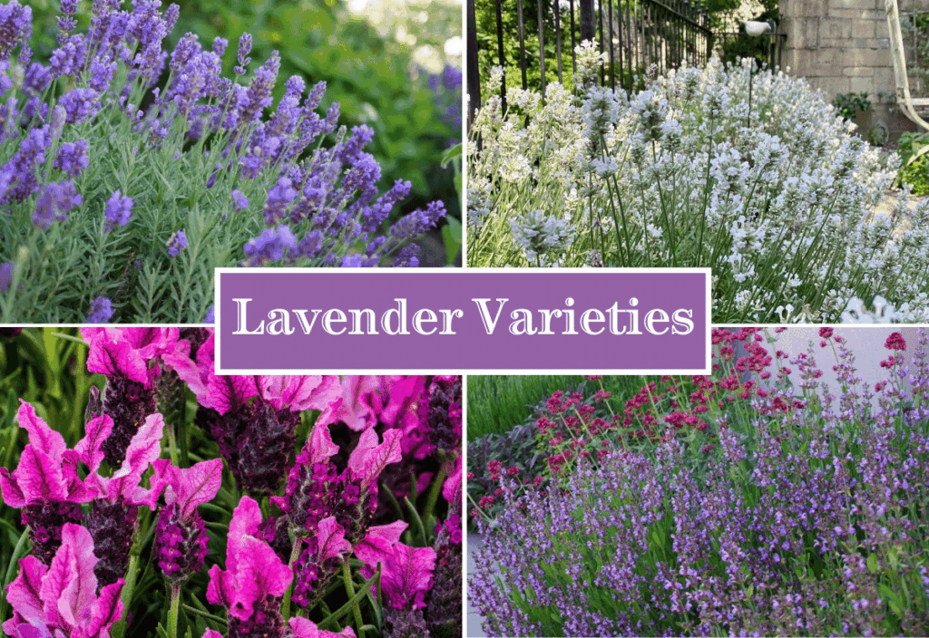 A Gardener’s Guide: 8 Beautiful Lavender Plants for Fragrance and Form 2 Four beautiful lavender plants