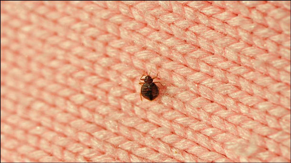 Bed Bug Season