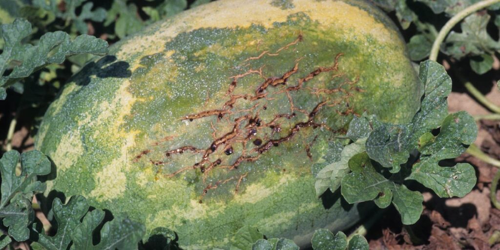 From Seed to Slice: A Guide to Planting Watermelon for a Sweet Summer Harvest 3 common watermelon pests