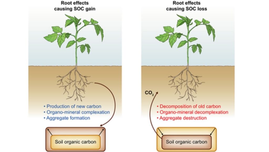 comparing the root systems of shallow-rooted plants