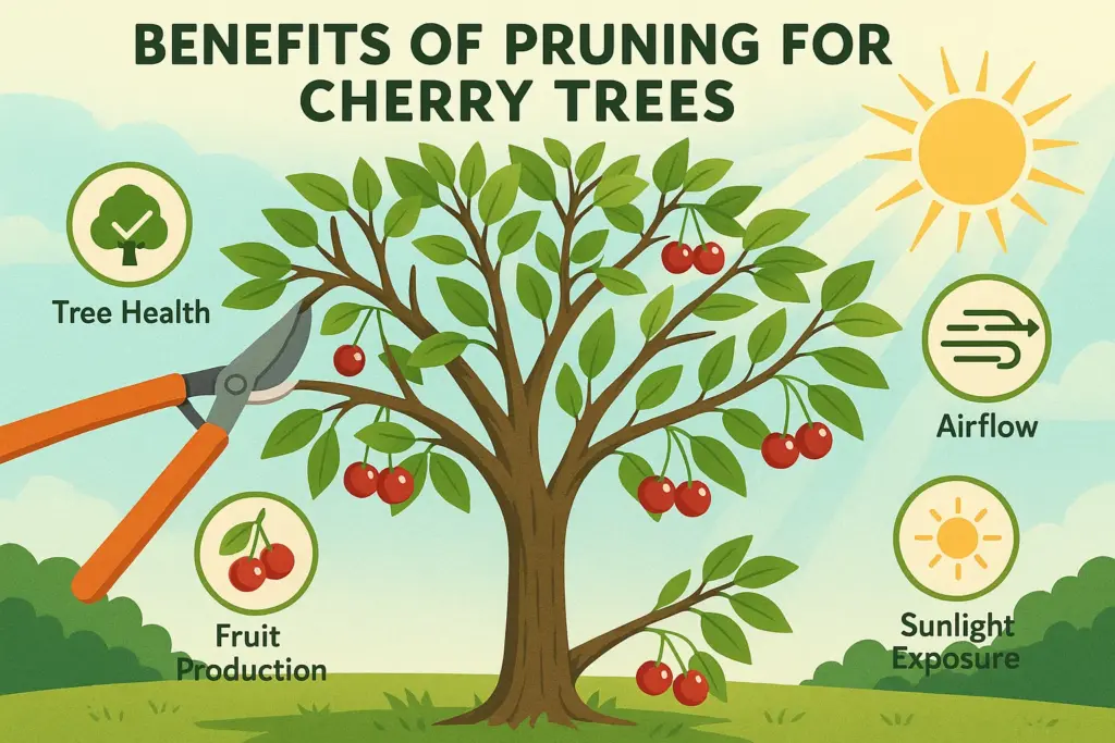 How to Grow a Cherry Tree: Expert Advice for Bountiful Fruit and Blooms 3 correct pruning cuts on a young cherry tree