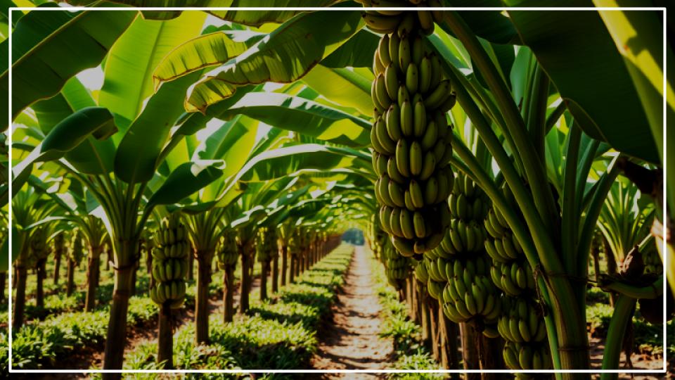 Country Famous for Producing the Most Bananas