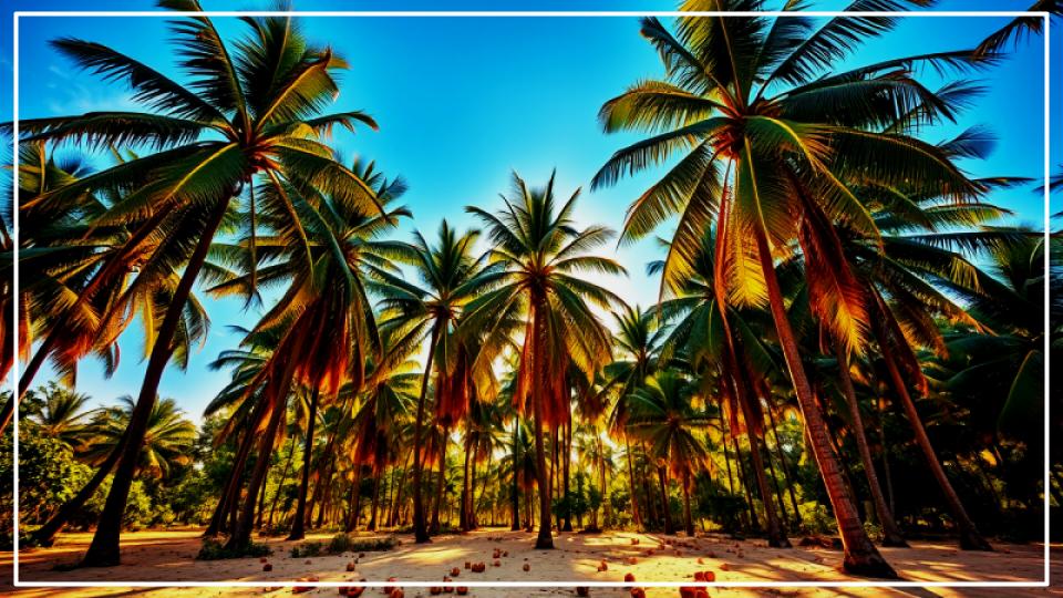 Beyond the Beach: The Surprising Country Famous for Producing the Most Coconuts 1 Country Famous for Producing the Most Coconuts