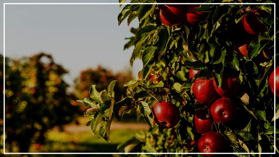 Country That Produces the Most Apples