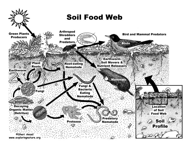 How Advanced Gardening Techniques Are Transforming Home Horticulture 2 diagram of healthy soil